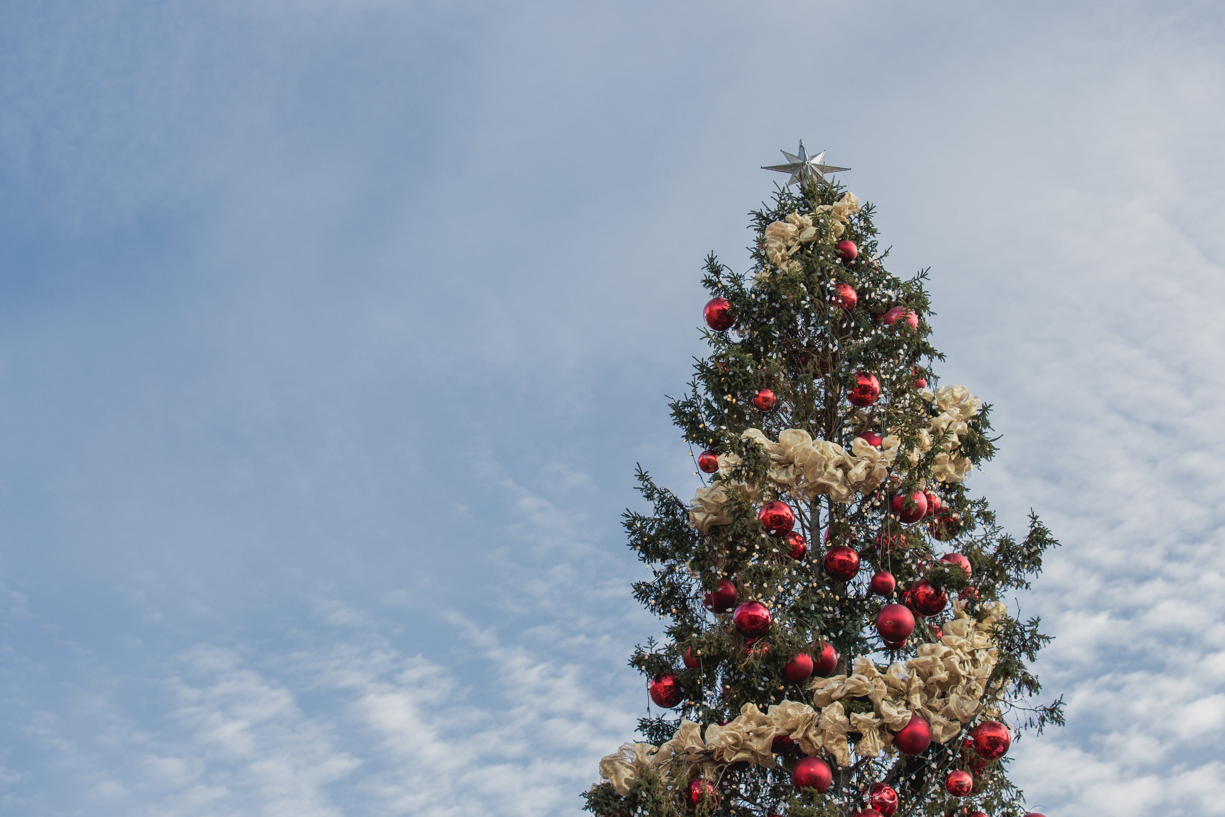 chrsitmas-tree-under-sky_dddd3732-34b1-48ca-b22f-f604f7076ec8.jpg